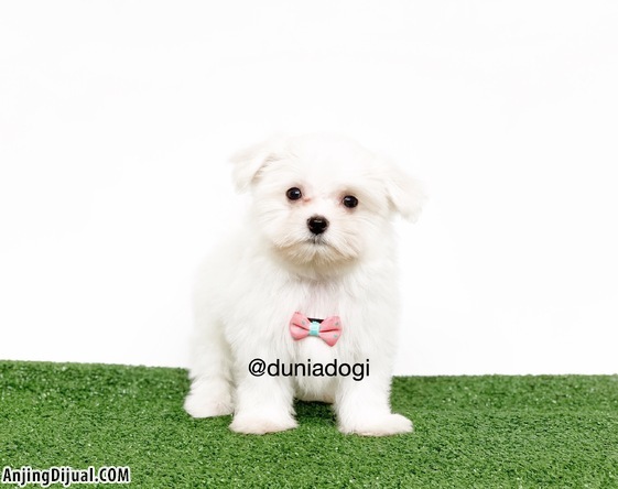 Jual Anjing Super Mini Maltese Jantan Lucu Kualitas Luar ...